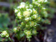 Siloxerus multiflorus