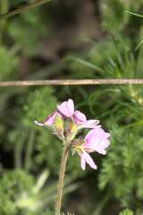 Pelargonium hirtum