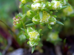 Siloxerus multiflorus