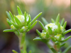 Siloxerus multiflorus