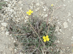Diplotaxis muralis