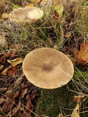 Melanoleuca