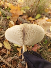 Melanoleuca