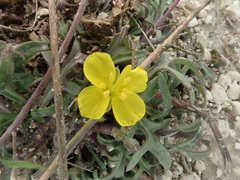 Diplotaxis muralis