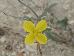 Diplotaxis muralis