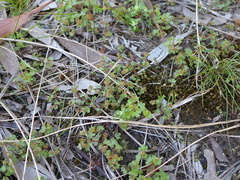 Hydrocotyle callicarpa