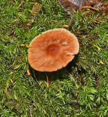 Entoloma readiae