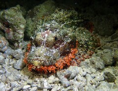 Scorpaenopsis oxycephalus
