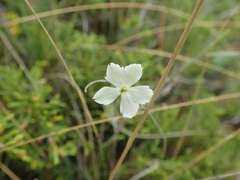 Dianthus rigidus