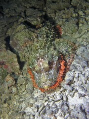 Scorpaenopsis oxycephalus