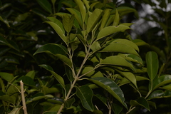 Olea paniculata