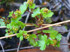Hydrocotyle callicarpa