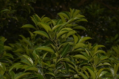 Olea paniculata