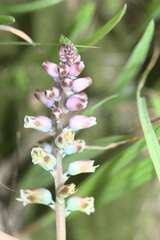 Lachenalia pallida