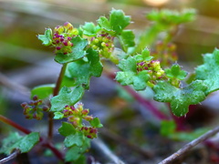 Hydrocotyle callicarpa