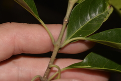 Olea paniculata