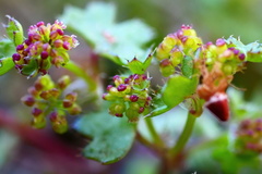 Hydrocotyle callicarpa