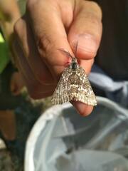 Athroolopha pennigeraria