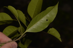 Olea paniculata