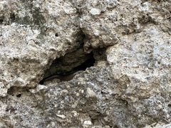 Ommatoiulus sabulosus