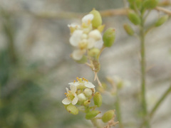 Lepidium meyeri