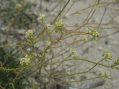 Lepidium meyeri