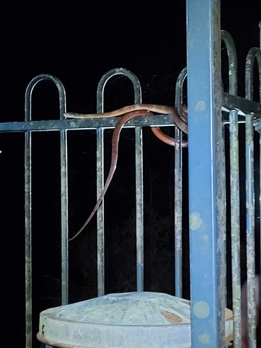 Brown Tree Snake sighting