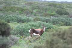 Damaliscus pygargus pygargus