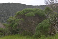 Cassinia tenuifolia
