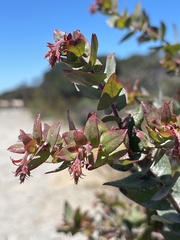 Arctostaphylos pajaroensis