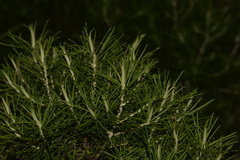 Cassinia tenuifolia
