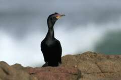 Microcarbo coronatus