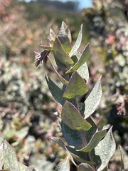 Arctostaphylos pajaroensis