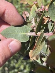 Arctostaphylos pajaroensis