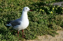 Chroicocephalus cirrocephalus poiocephalus