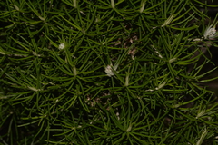 Cassinia tenuifolia