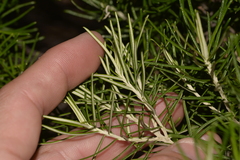 Cassinia tenuifolia