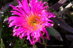 Carpobrotus quadrifidus