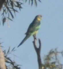 Barnardius zonarius