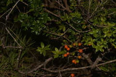 Alyxia ruscifolia