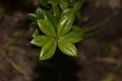 Alyxia ruscifolia