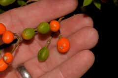 Alyxia ruscifolia