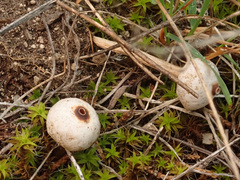 Tulostoma
