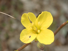 Diplotaxis muralis