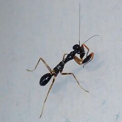 Odontomantis planiceps