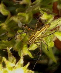 Oxyopes