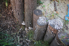 Bjerkandera adusta