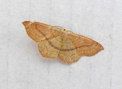 Cyclophora linearia