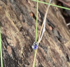 Maratus