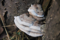 Bjerkandera adusta